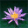 ̻